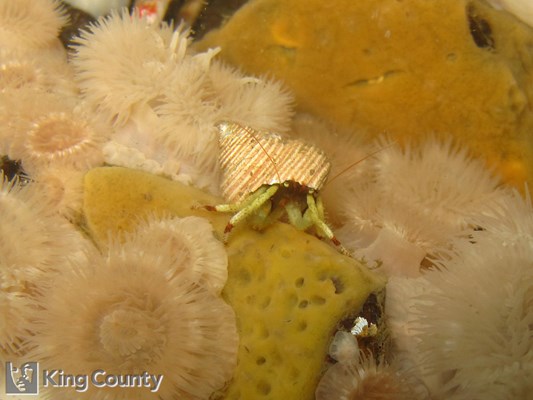 Photo of Pagurus caurinus